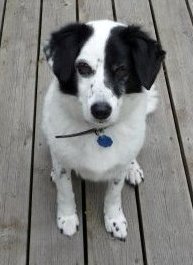Mikki